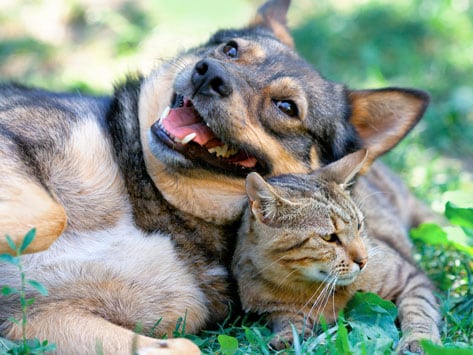 Can Cats And Dogs Live Peacefully Together Petmd