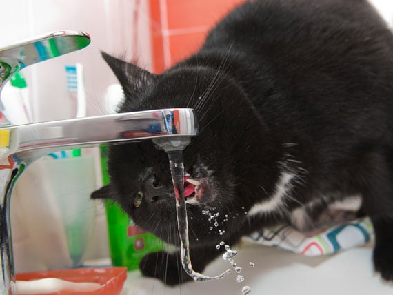 Petmd Mobile How Drinking Water Could Save Your Cat S Bladder