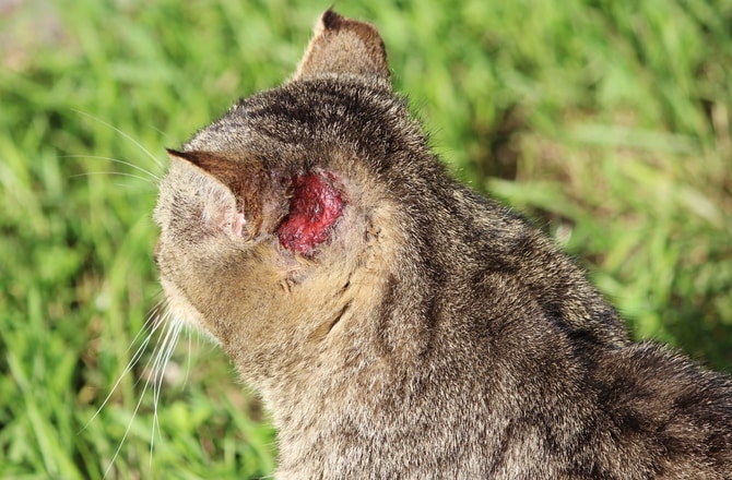 8 Common Ear Problems in Cats | petMD