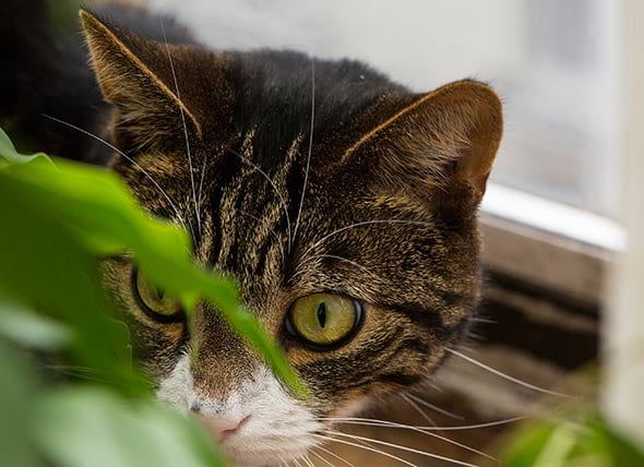 Videos for cats to watch bugs discount