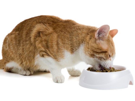 Dry vs. Canned Cat Food: Which is the Best for Your Pet?