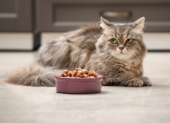 safe snacks for cats