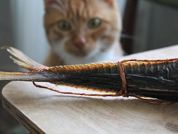 Are Fish Flavored Cat Foods Causing Hyperthyroidism? | PetMD
