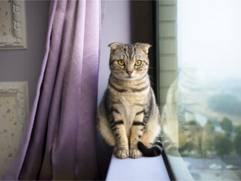5 Ways Indoor Cats Can Get Fleas or Ticks