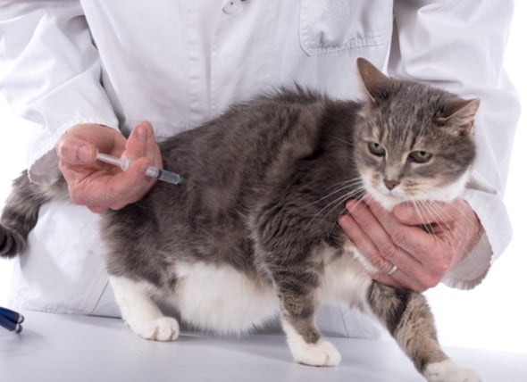 cat flea vaccine