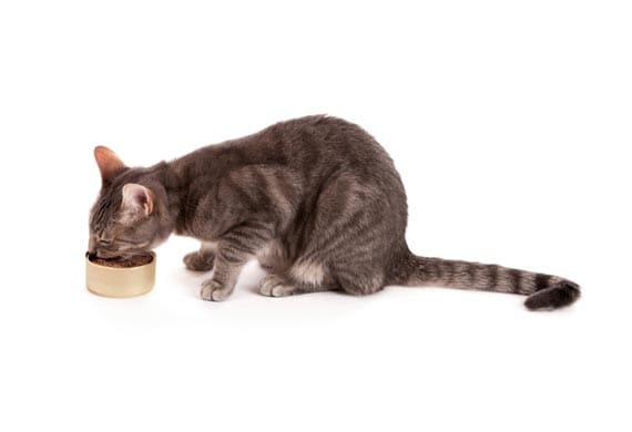 Choosing the Best Cat Food | Analyzing Cat Food Ingredients & More | PetMD