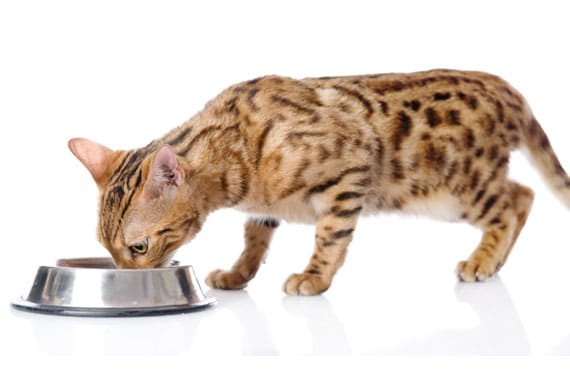 42 HQ Images Cat Food For Diarrhea Uk - Best Cat Food for Diarrhea of 2019: The Perfect Solution ...