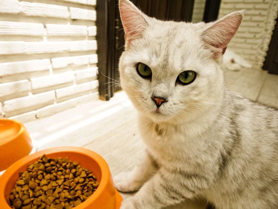 10 Signs Your Cat Might Be Stressed PetMD