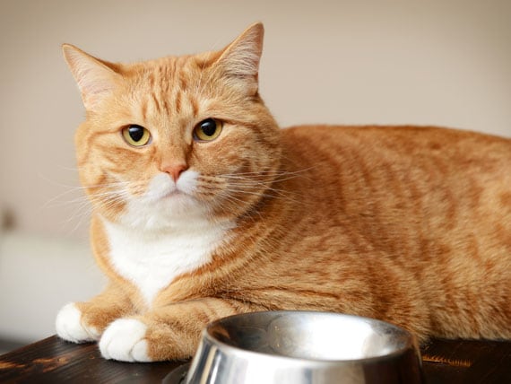 cons of grain free diet for cats