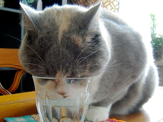 Petmd Mobile Can The Type Of Water Bowl Make Cats Drink More