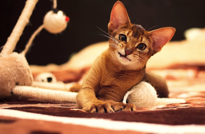 7 Common Genetic Disorders in Cats