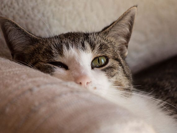 The Usefulness of Lysine Supplements for Cats Under Scrutiny PetMD