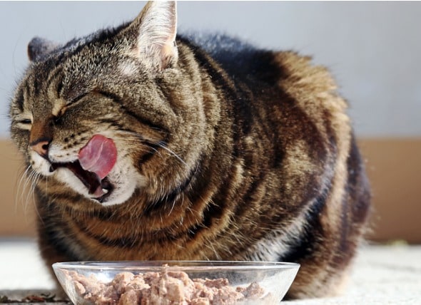 Purina One Cat Food Feeding Chart