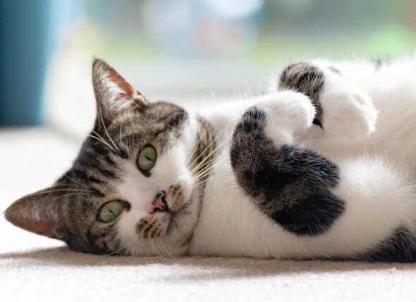 ibs in cats natural treatments