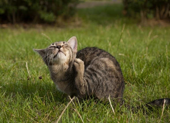 pidocchi di gatto | Pediculosi felina | Parassiti del gatto | PetMD