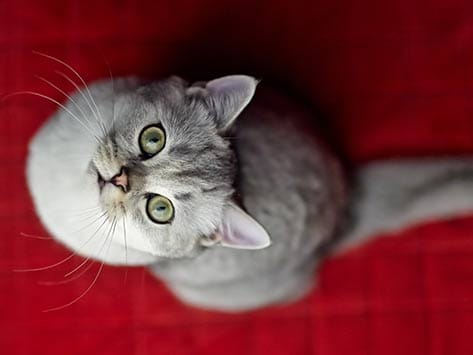 Petmd Mobile 5 Reasons Your Cat Is Peeing On The Bed