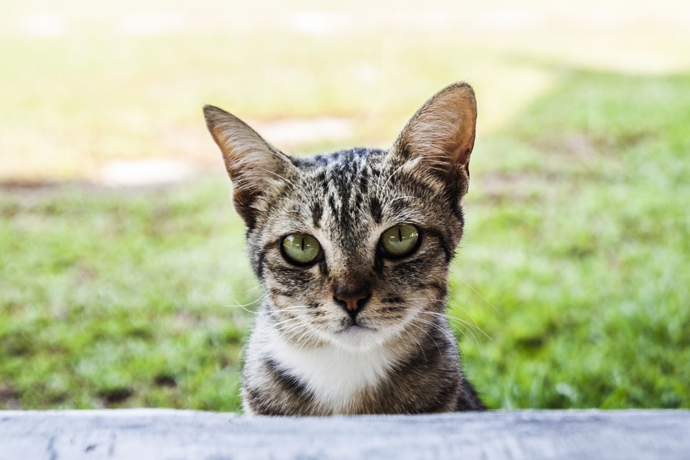 Constipation (Severe) in Cats | PetMD