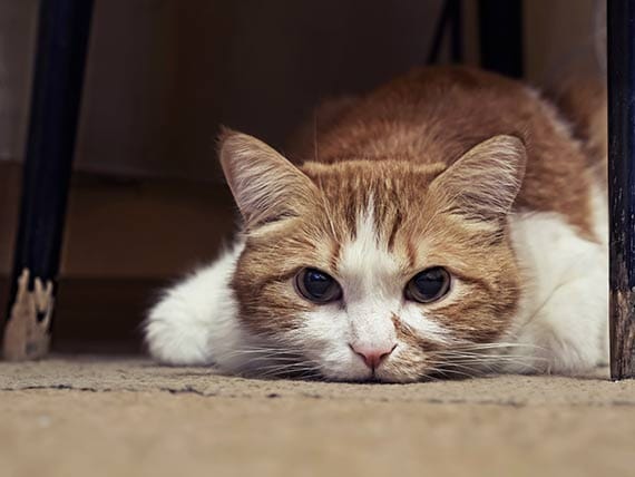 How To Tell If A Cat Is In Pain 25 Signs You Can Look For Petmd