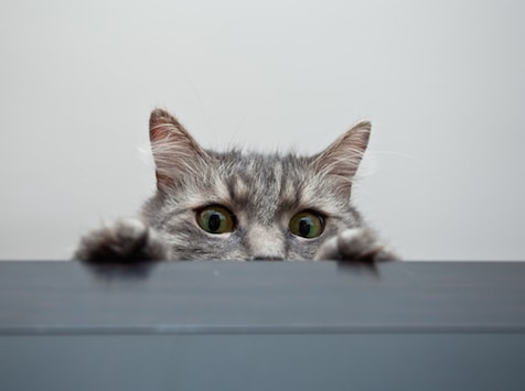 Image result for cat peeking in