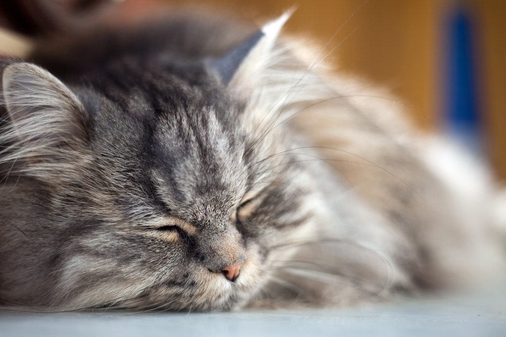 Ear Cancer (Adenocarcinoma) in Cats | PetMD