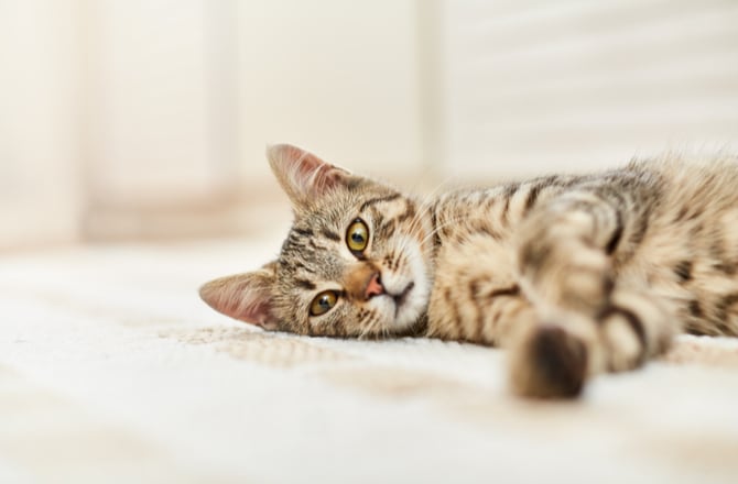 Symptoms, Causes, and Treatment for Stroke in Cats PetMD
