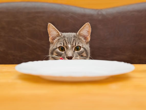 How Does Salt Affect the Health of Older Cats? | PetMD