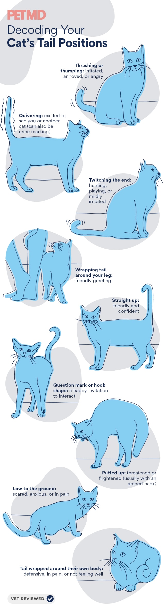 Cat Tail Language 101: Why Cats Wag Their Tails and More | PetMD