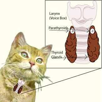 hyperthyroid, hypercalcemia, thyroid glands, cat