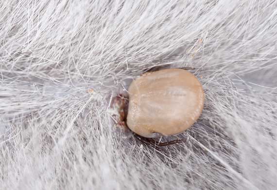 TickBorne Diseases and Your Cat PetMD