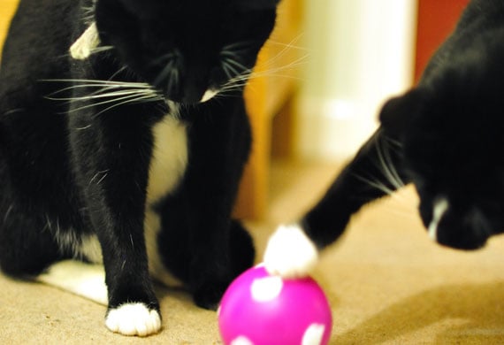 cat puts toys in food bowl