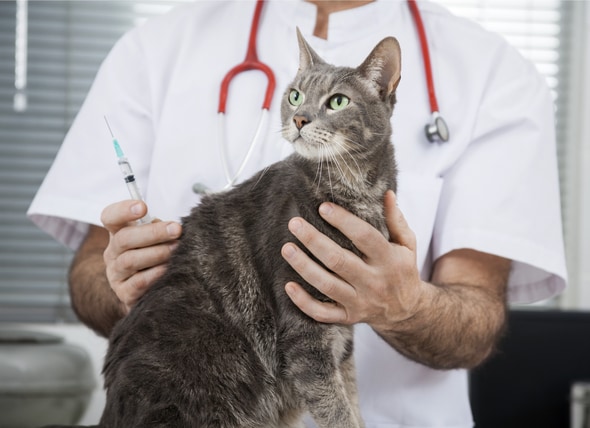 Do You Wish There Were Fewer Pet Vaccines? PetMD
