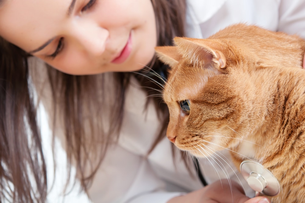 Lungworms in Cats PetMD
