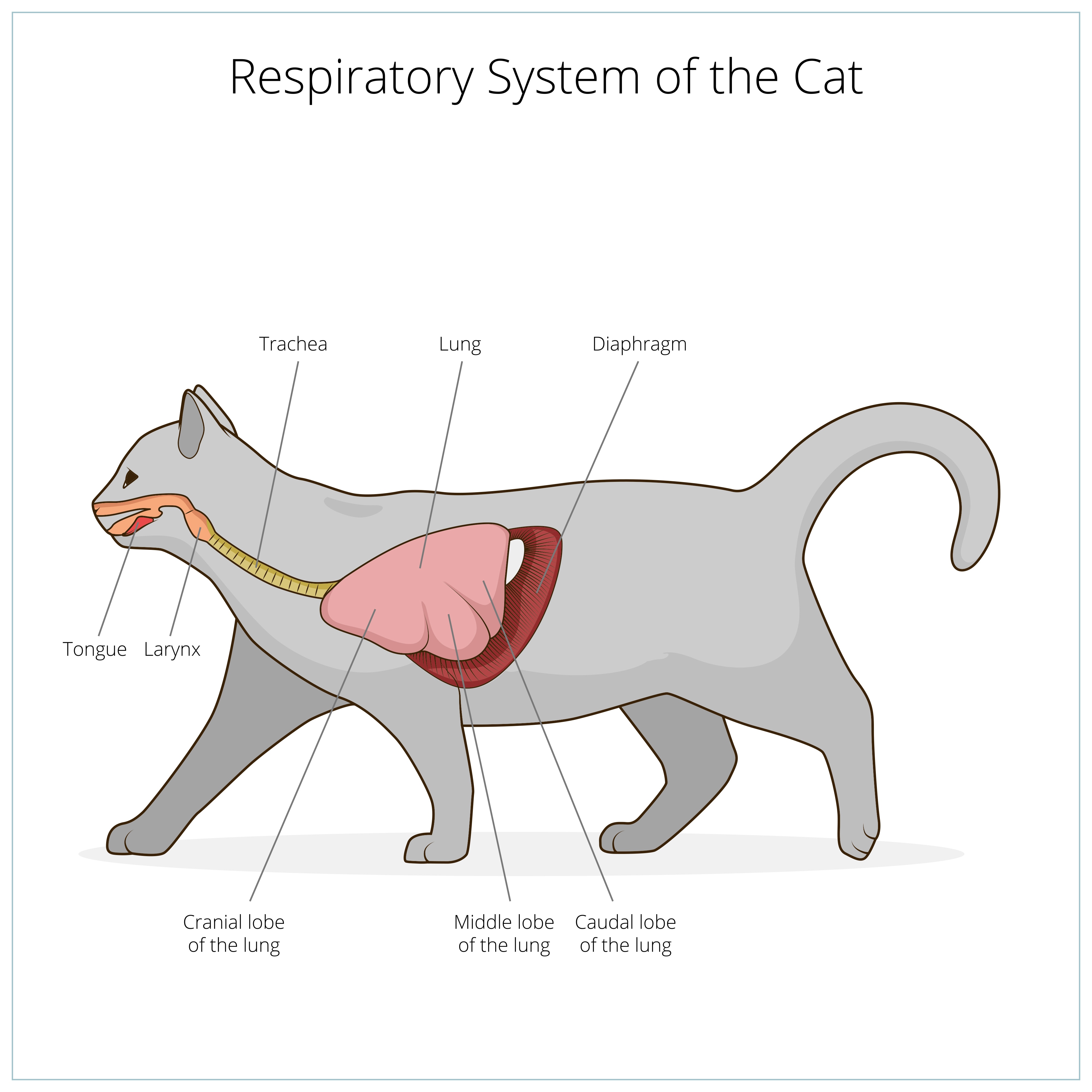 cat laboured breathing not eating