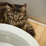 How To Teach A Cat To Fetch