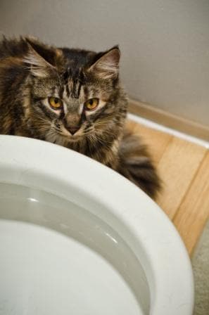 toilet training cats, cat using toilet, cat in bathroom