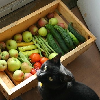 can cats digest vegetables