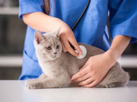 fiv treatment