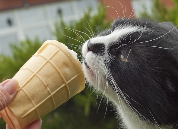 Do Cats Actually Get 'Brain Freeze' When They Eat Cold Treats? PetMD