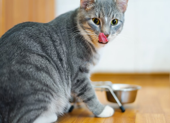 Image result for cat feeding