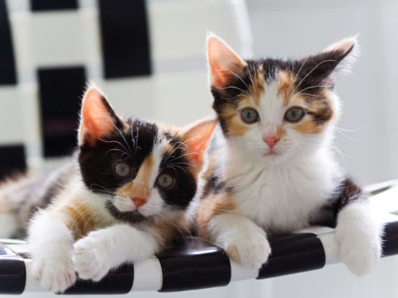 How to Tell the Gender of Your Kitten | PetMD