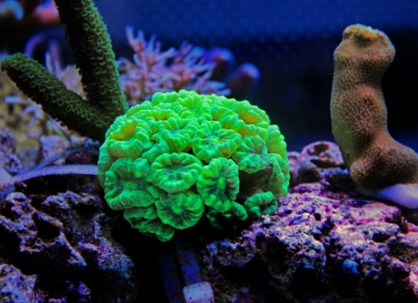 Trumpet coral