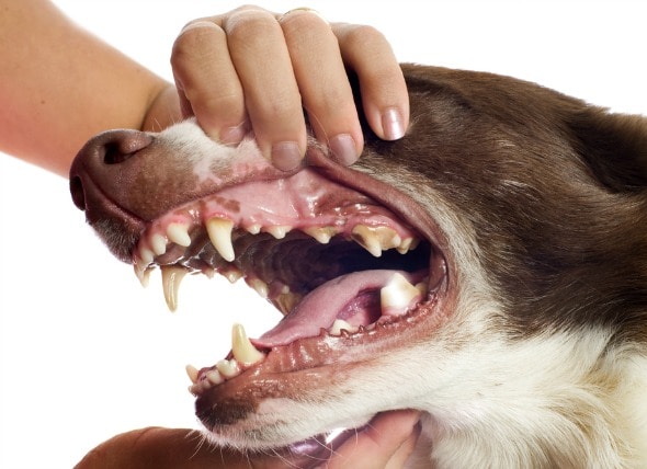 Dog Teeth Health Chart