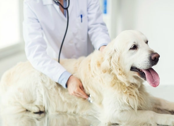 Chemotherapy for Dogs: Everything You Need to Know | PetMD