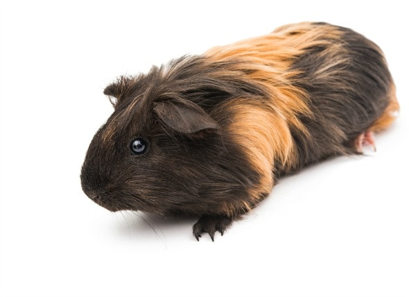 Chewing Of Hair In Guinea Pigs Petmd
