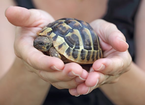 Turtle Care 101 How to Take Care of Pet Turtles PetMD