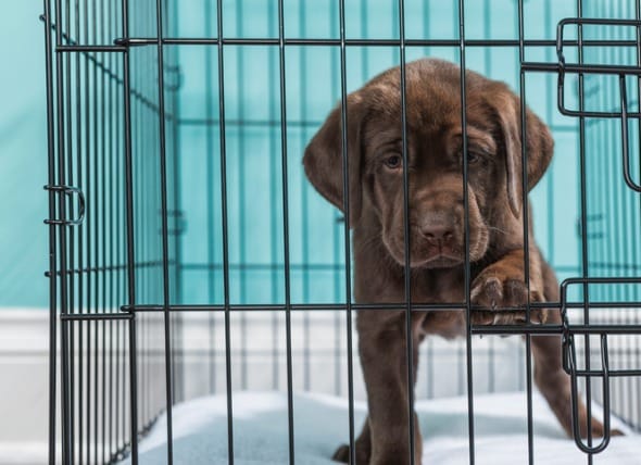 puppy will not stop whining in crate