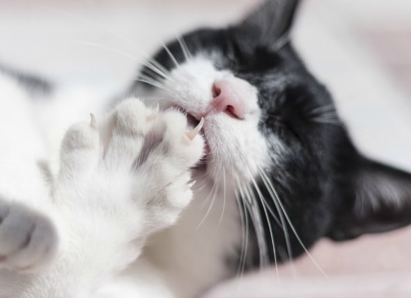 Bryggeri tale øre Claw and Nail Disorders in Cats | PetMD
