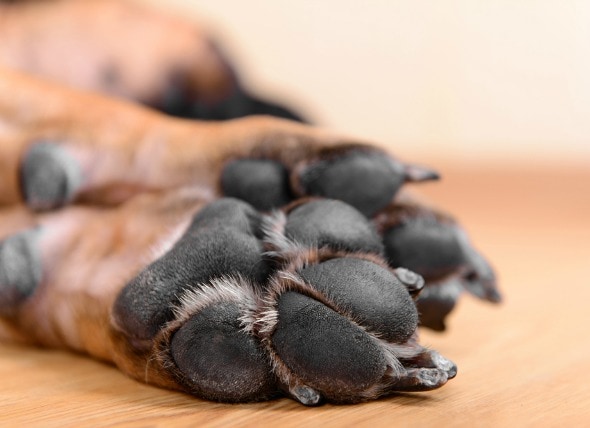 claw nail disorders dogs
