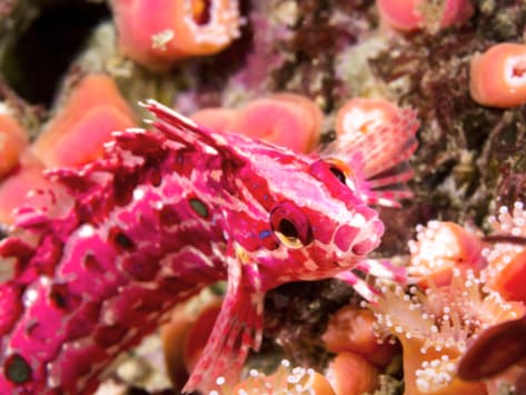 clinid blenny, kelpfish, blenny fish, red fish, pink fish