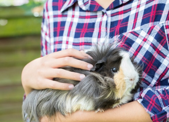 9 Breeds of Long-Haired Guinea Pigs 